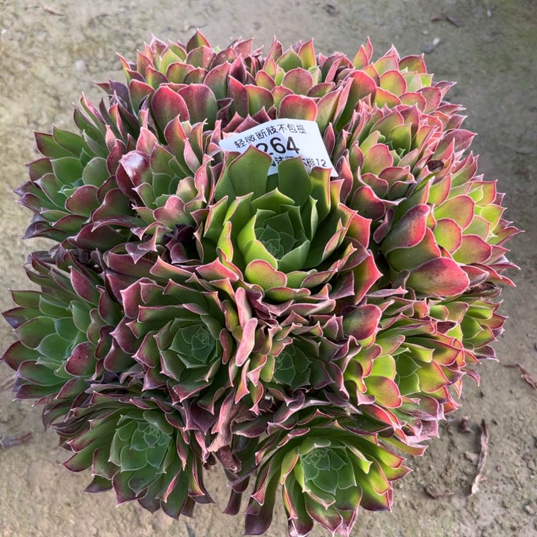 264青云志多肉植物法师