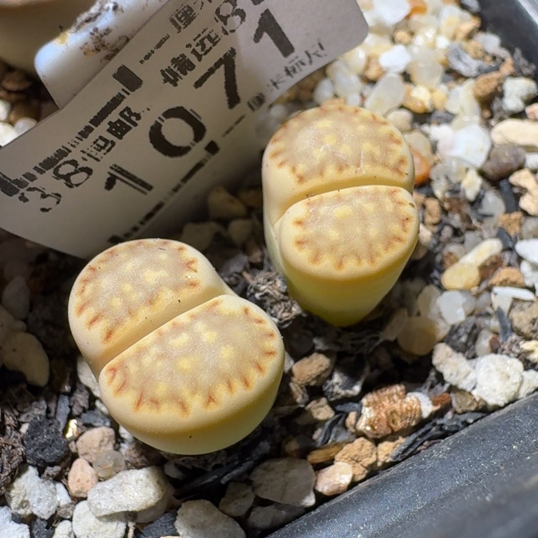 Sss清仓便宜出1071