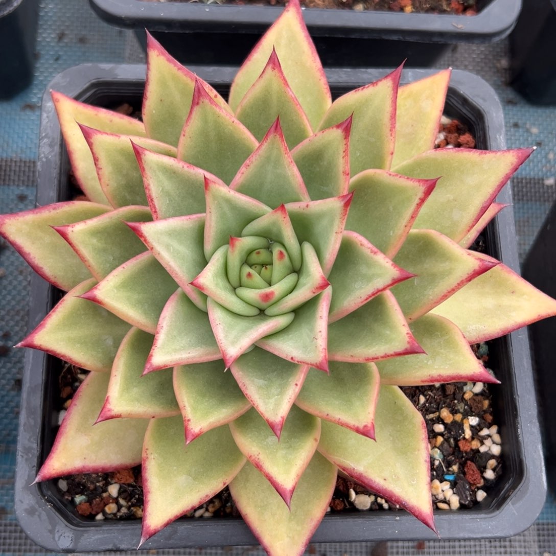 多肉植物一物一拍（27号）