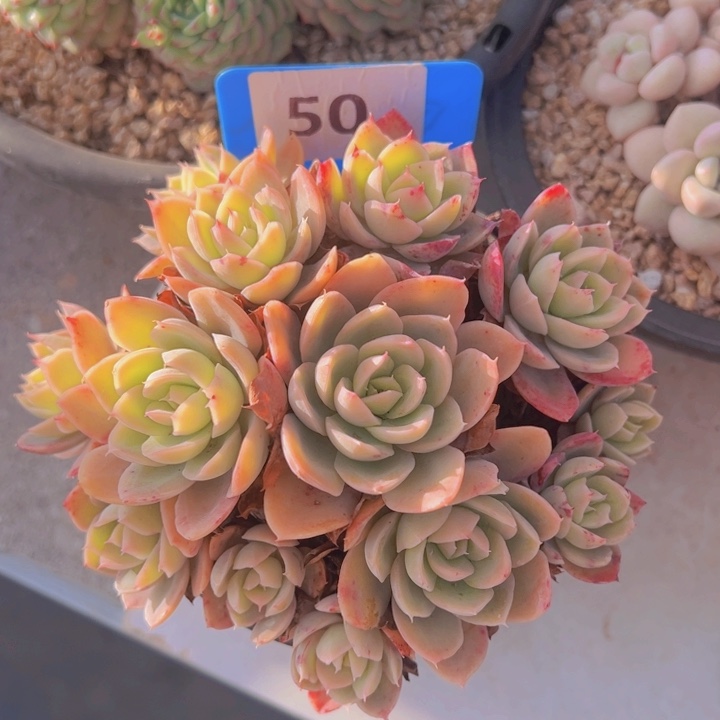 健健康康平平安安