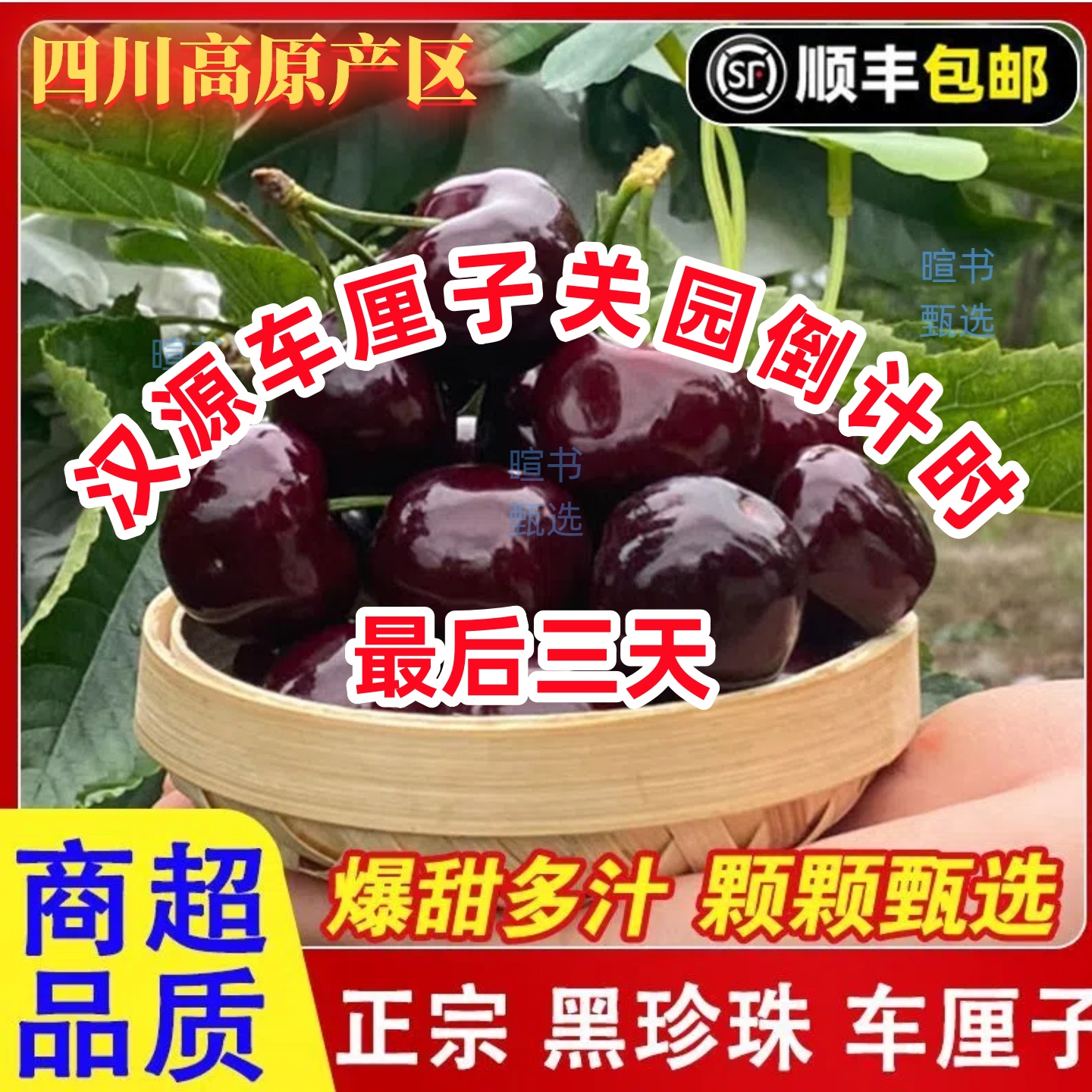【川渝地区顺丰次日达】汉源黑珍珠车厘子露天新鲜水果非美早樱桃现摘可口L2-4斤包邮汉源车厘子7.6黑珍珠樱桃