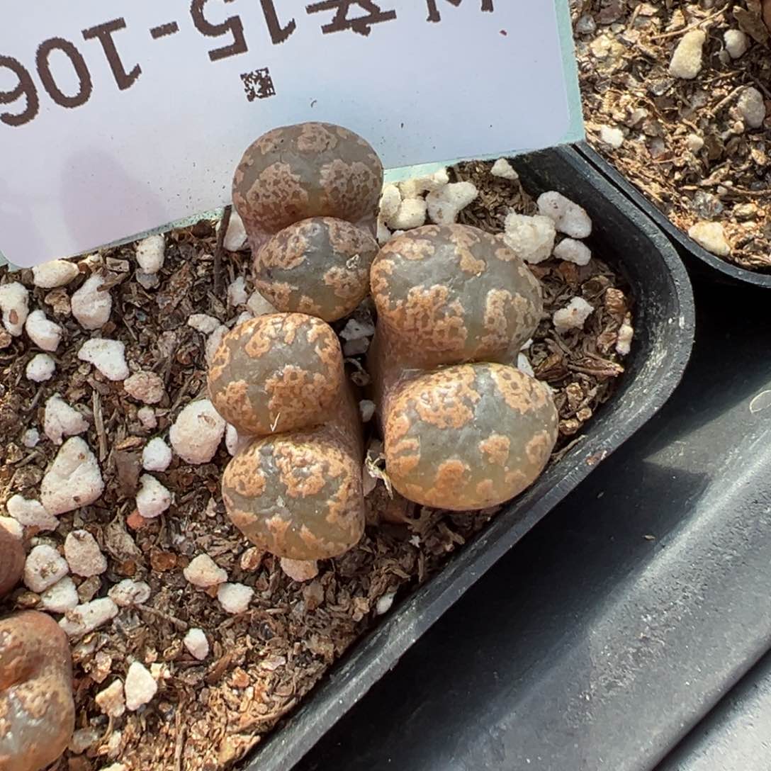 15-106勋章多肉植物