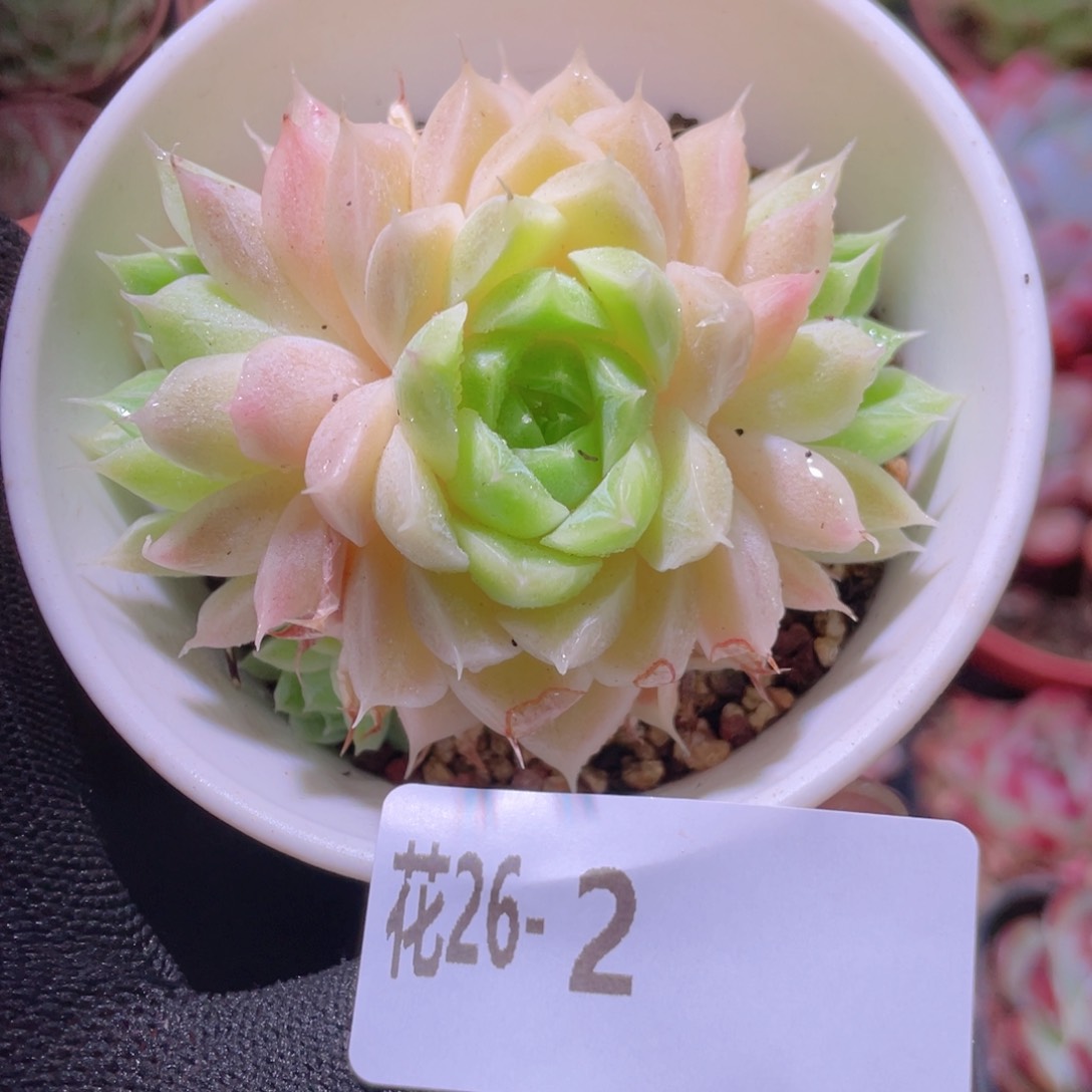 花利美26-2麦秆微瑕