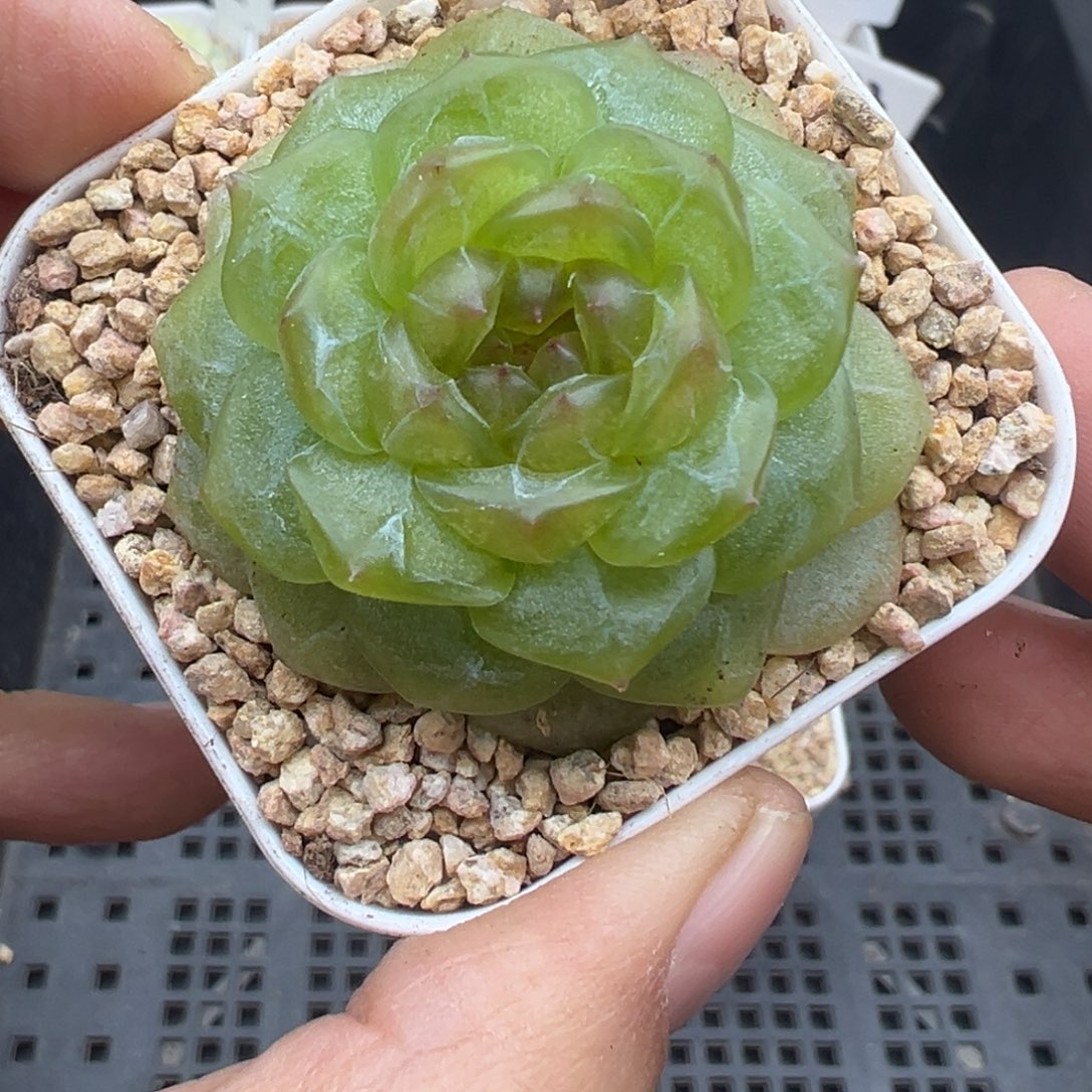 ****海620号无尽灯晗雨多肉植物