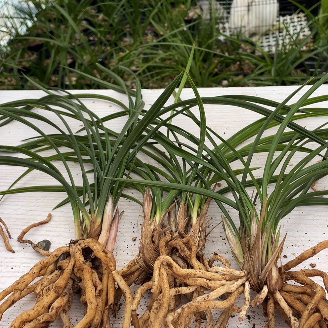 兰***应完全开放康康康康