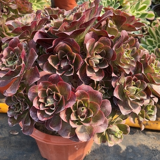 多肉植物瑰金玫瑰16