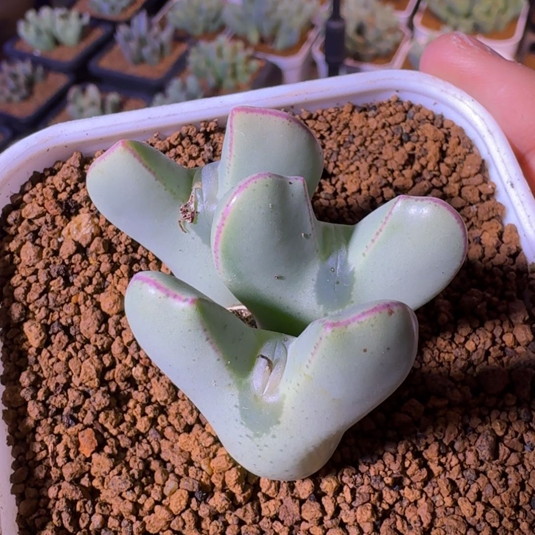 多肉...............