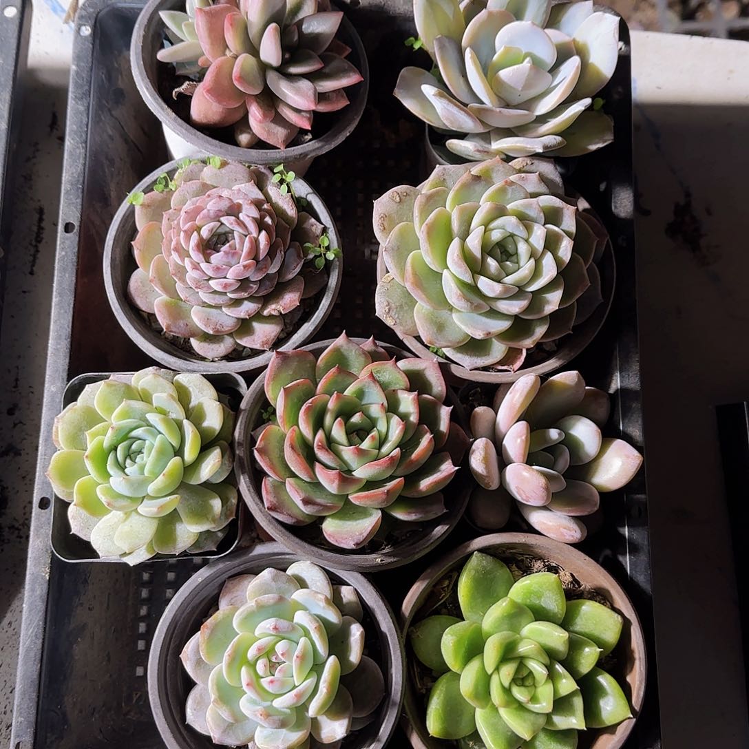 多肉植物带盆发货9