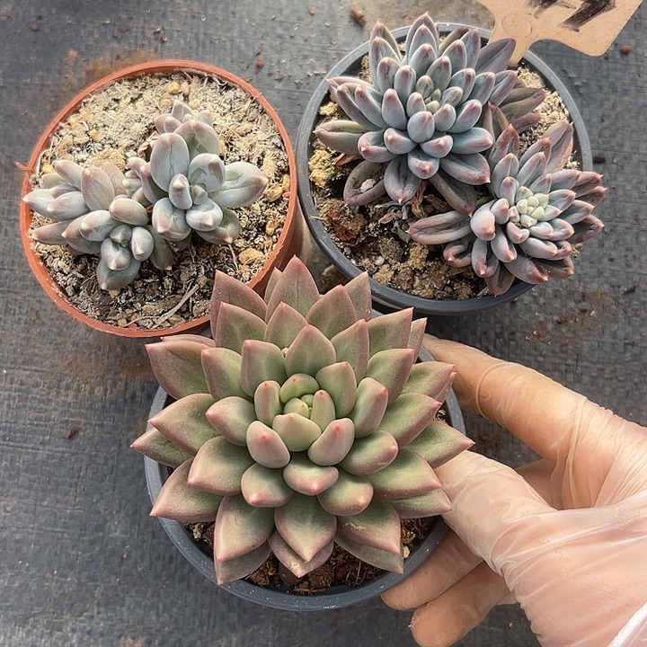 两单包邮，一物一拍149美人