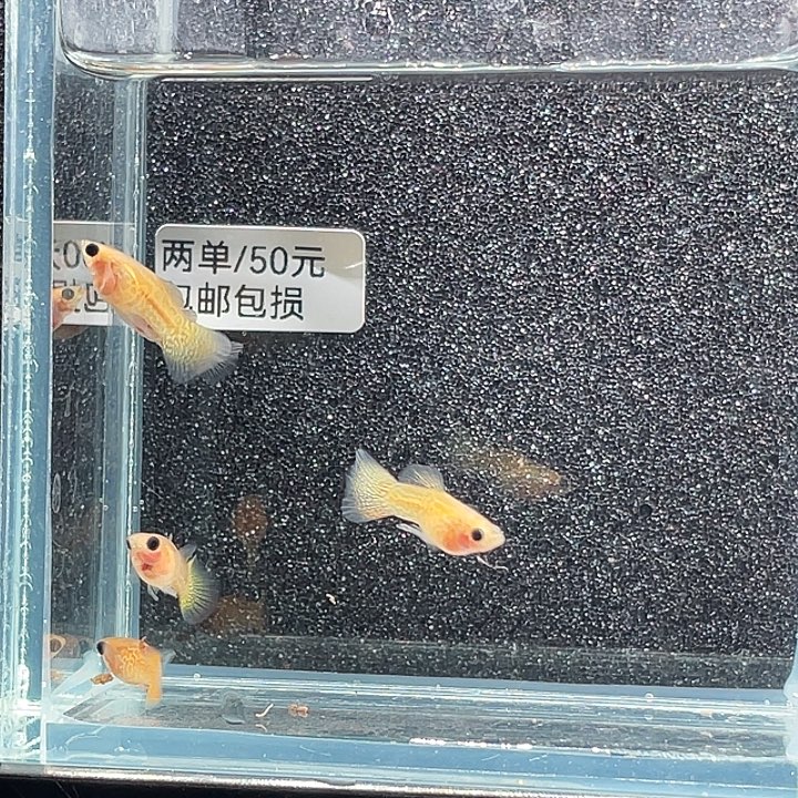 孔雀鱼好3.公鱼5条