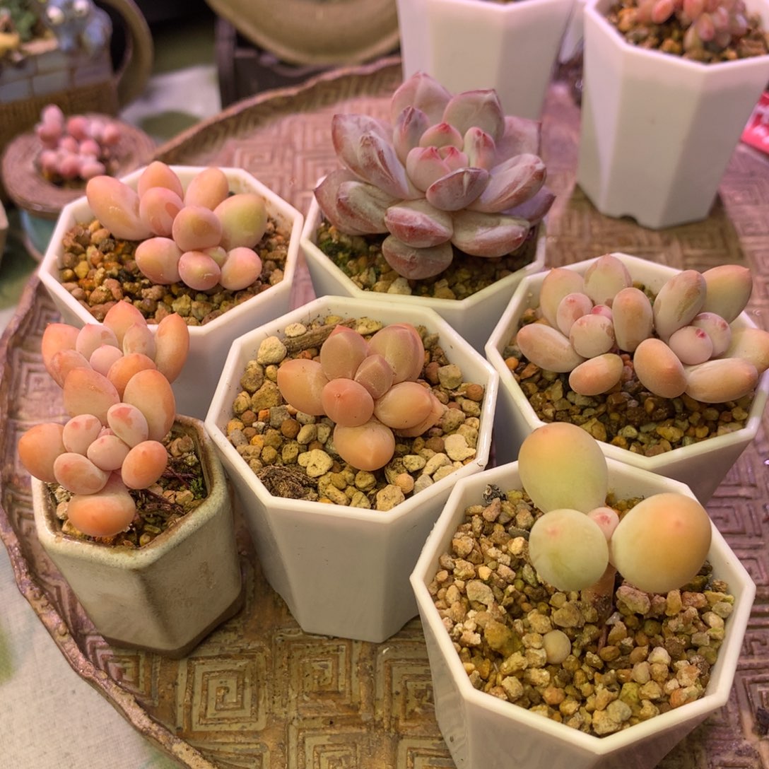 多肉植物一物一拍 嗨