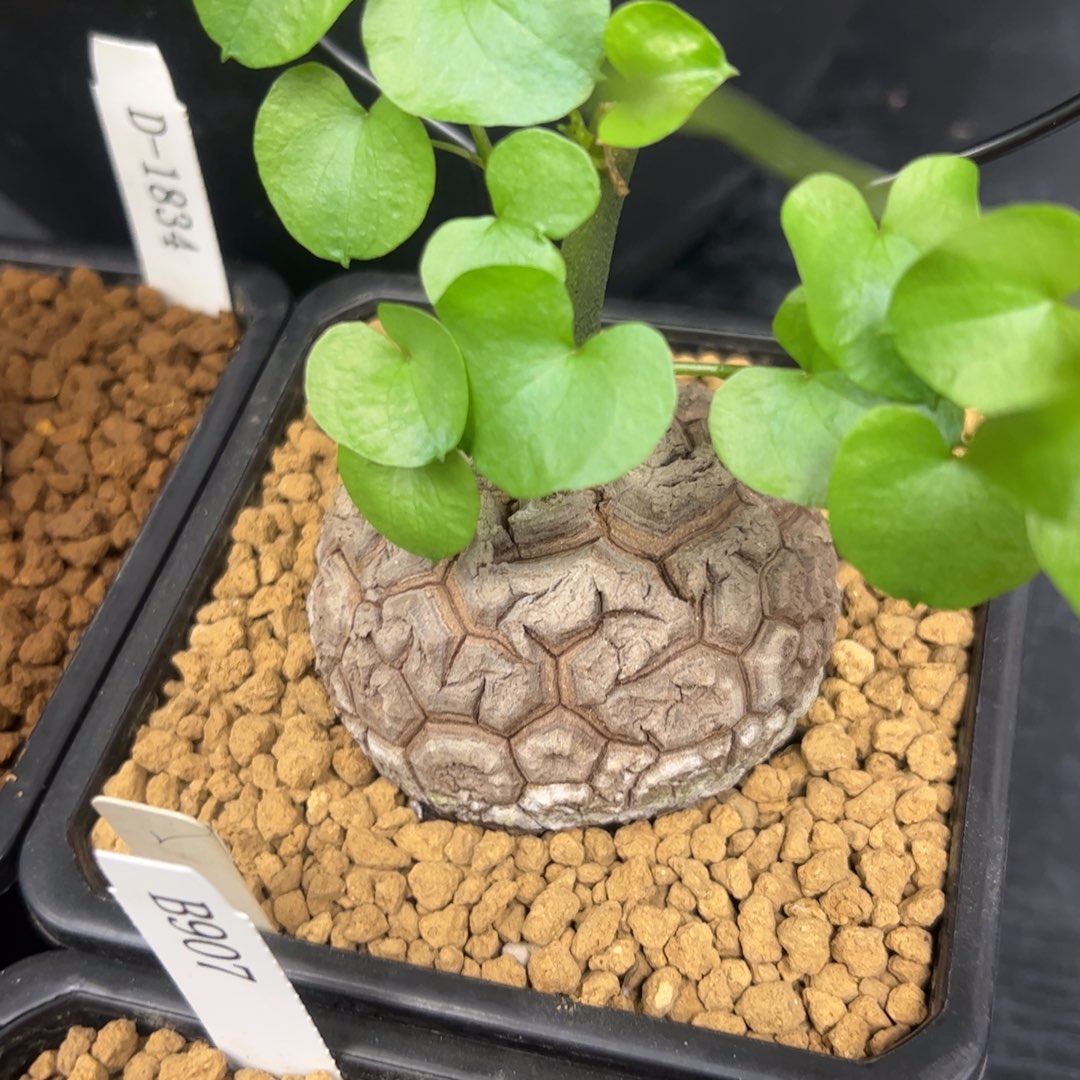 精品盆栽养定的龟甲龙29号