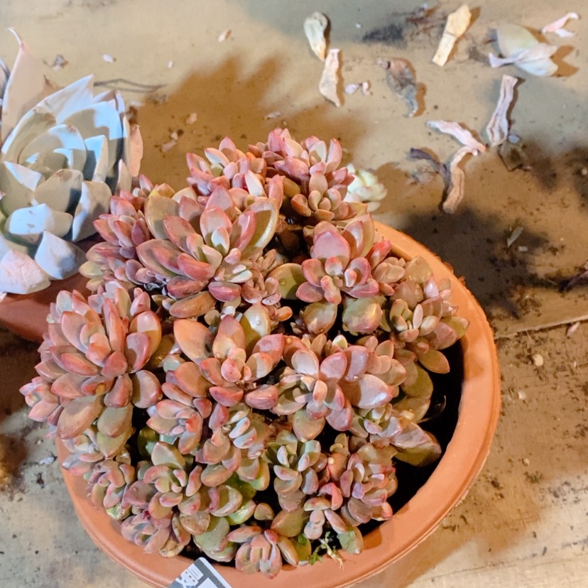 【闪购商品】紫心19205