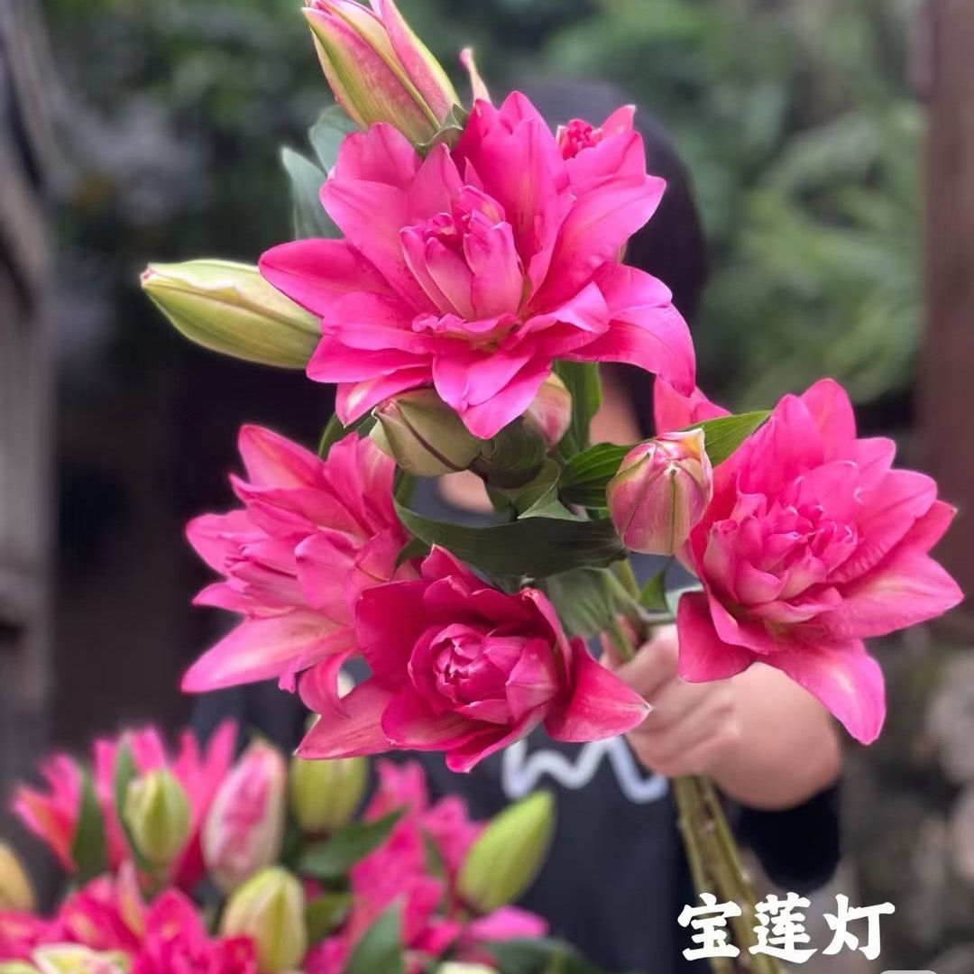 【宝莲灯】18/20大花浓香重瓣耐寒耐热百合种球盆栽地栽四季可种