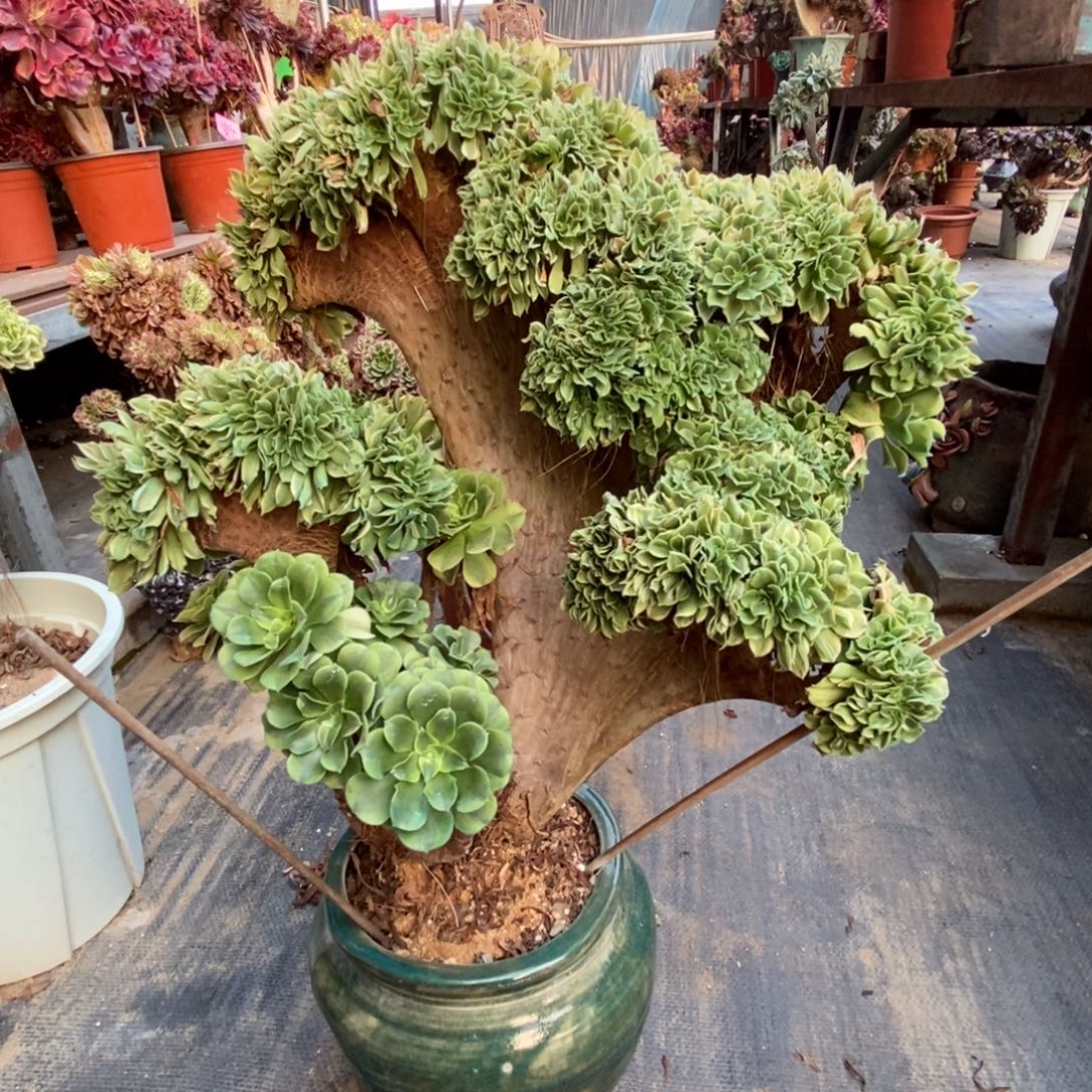 绿豆沙造型老庄木质