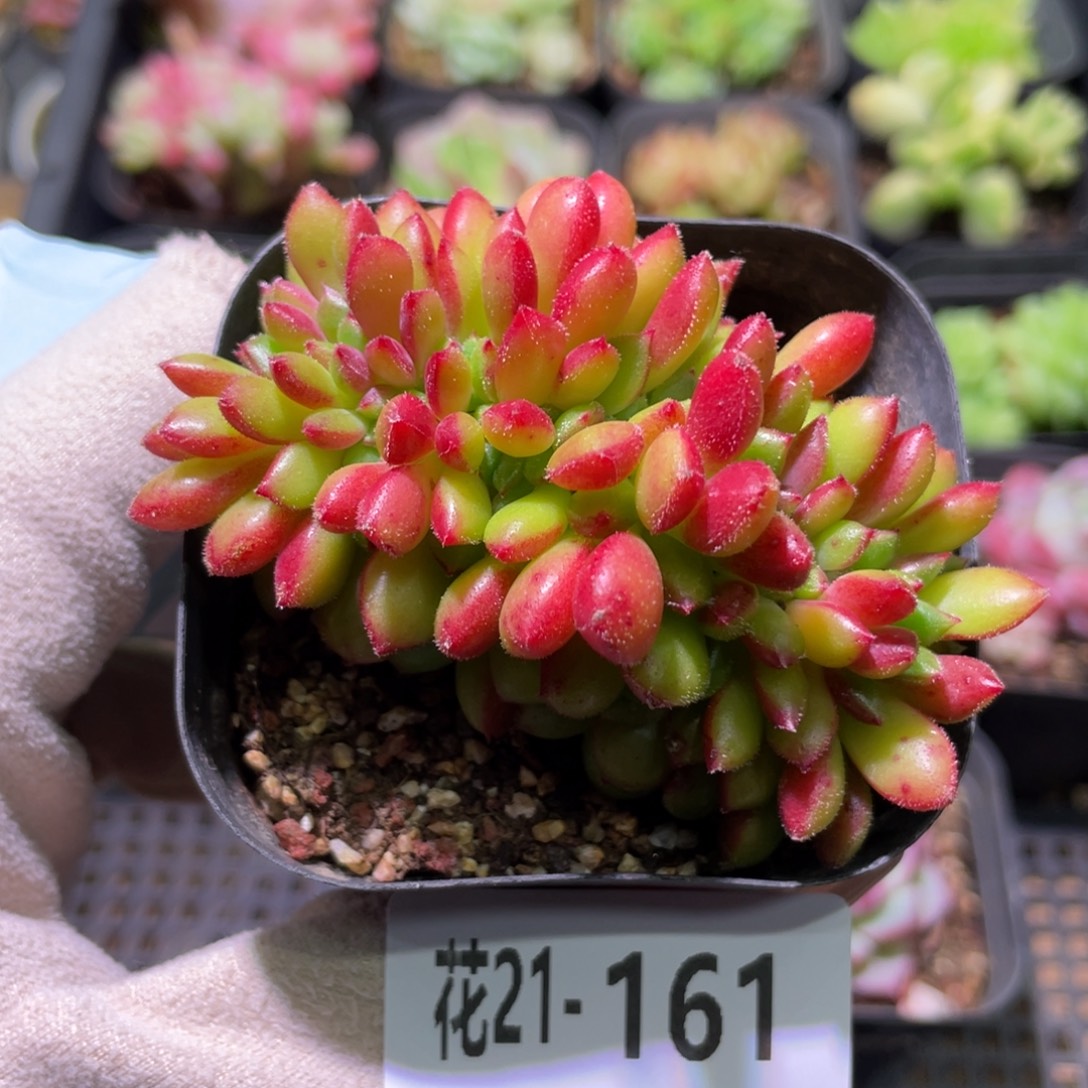 花利美21-161红唇缀化