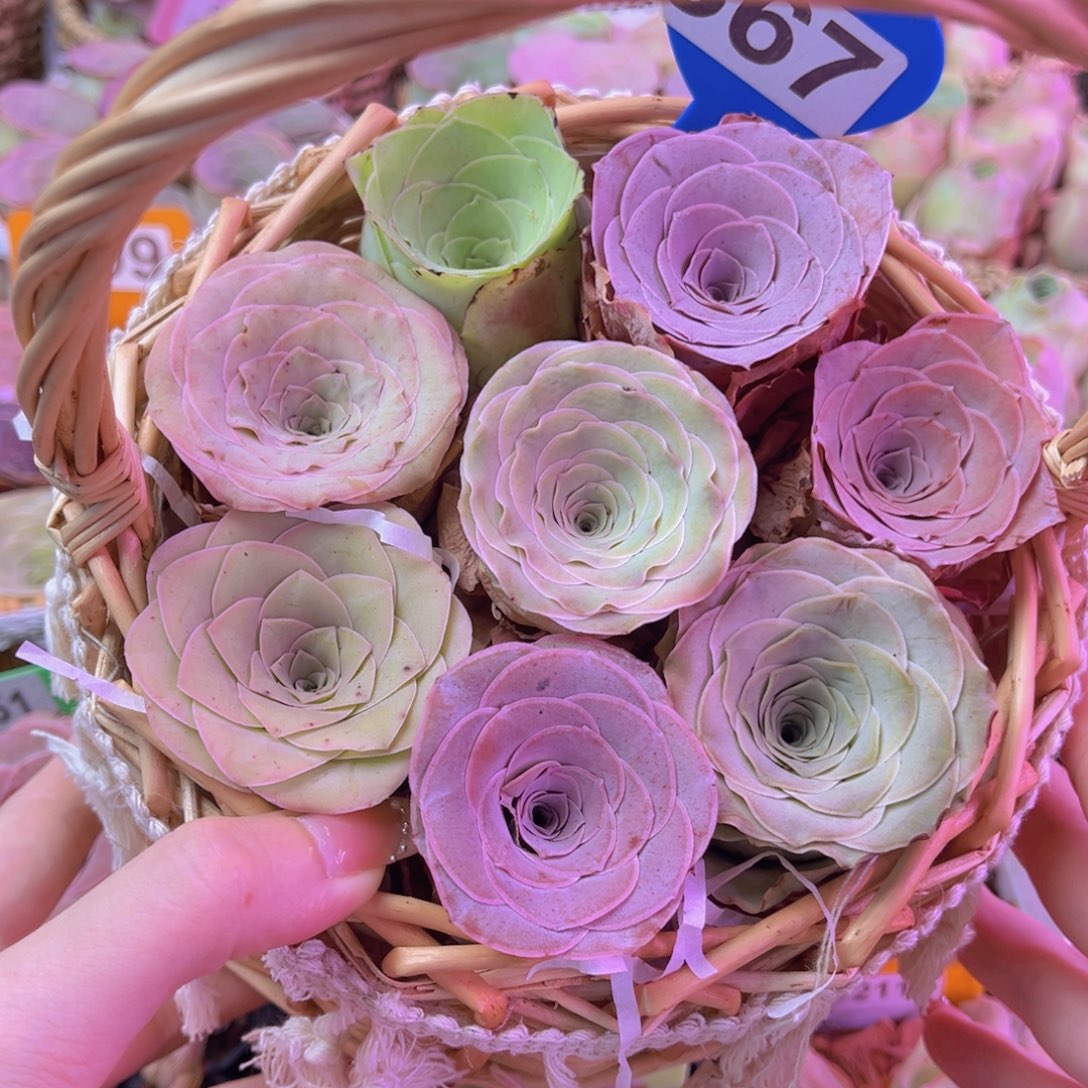 花篮一物一拍367号