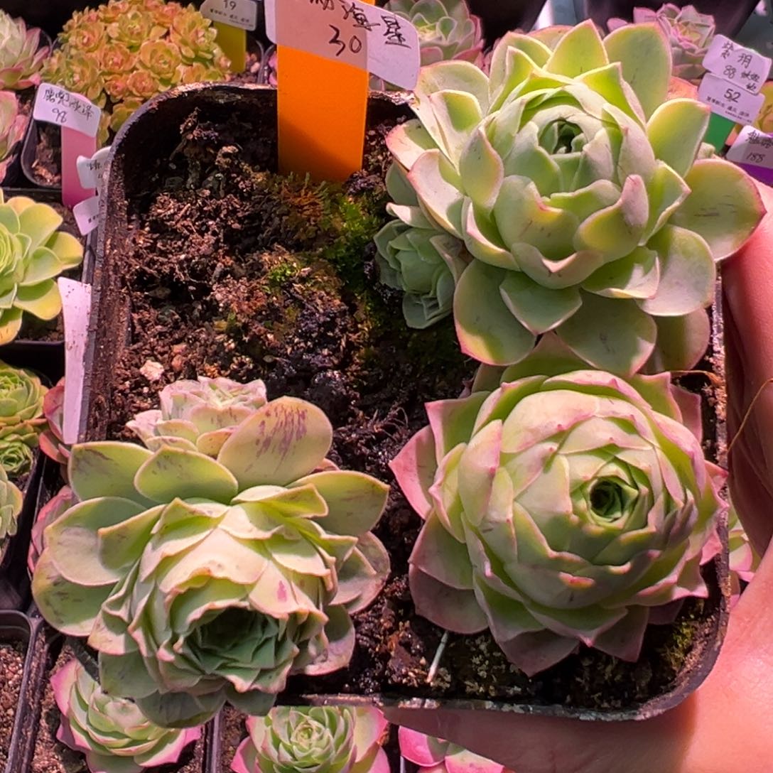 58号玲珑海星—山地玫瑰