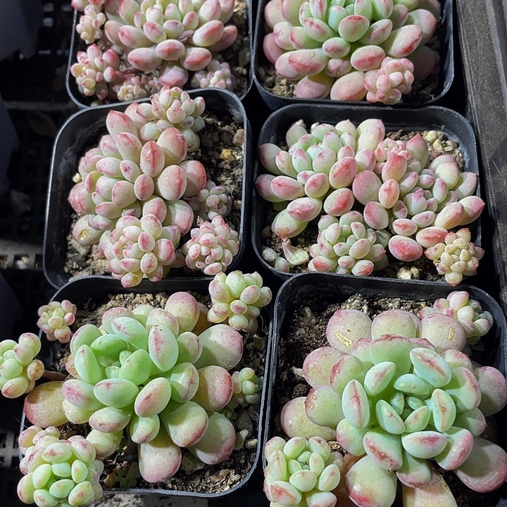 大萌豆带盆土发货