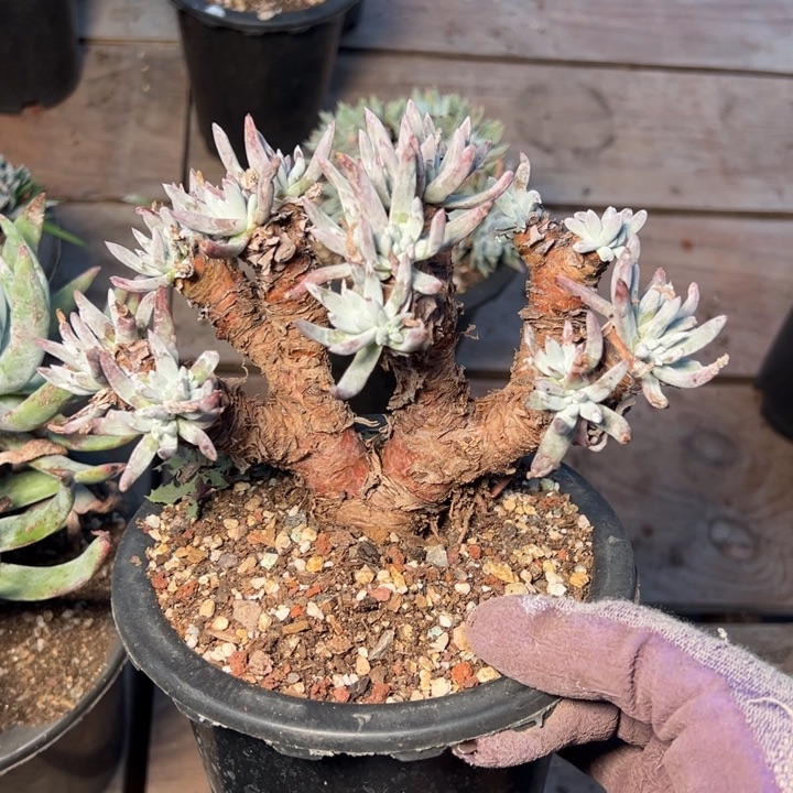 1572雪花哈哈哈哈哈哈哈