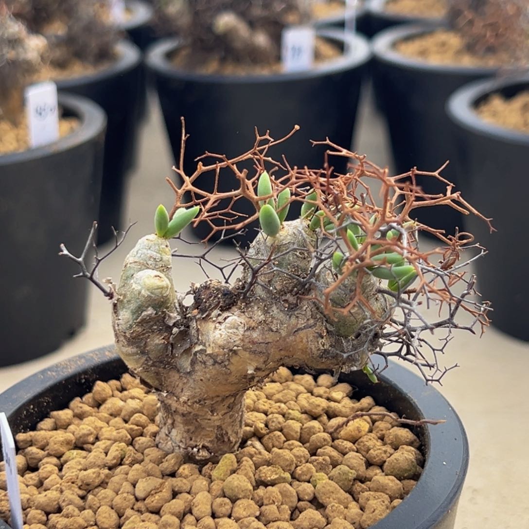 m钢丝球飘枝造型