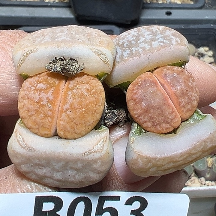 053号福利生石花2个多肉植物