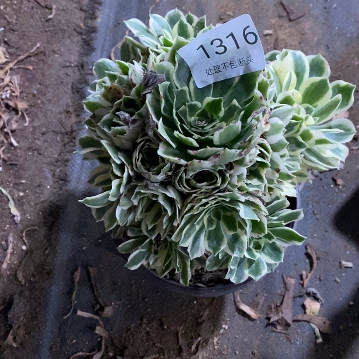 周***花迈巴赫多肉断头不包1316