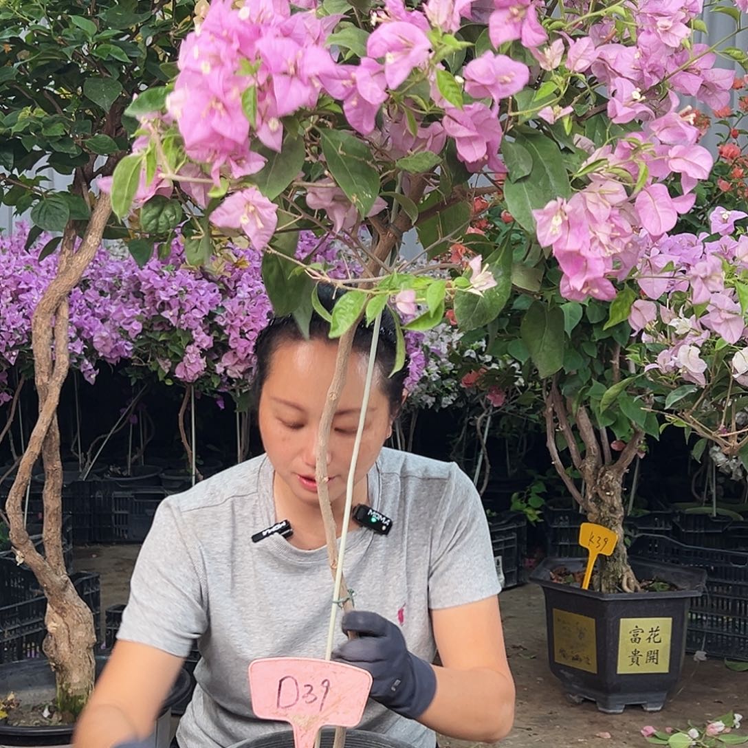 D***笑大部分花苞少量开放D39赛佛里