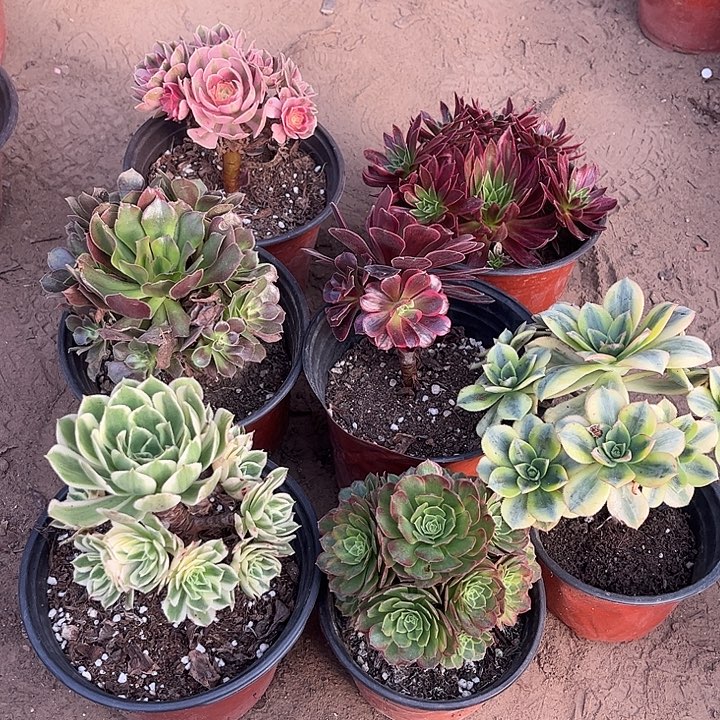 761多肉植物组合，