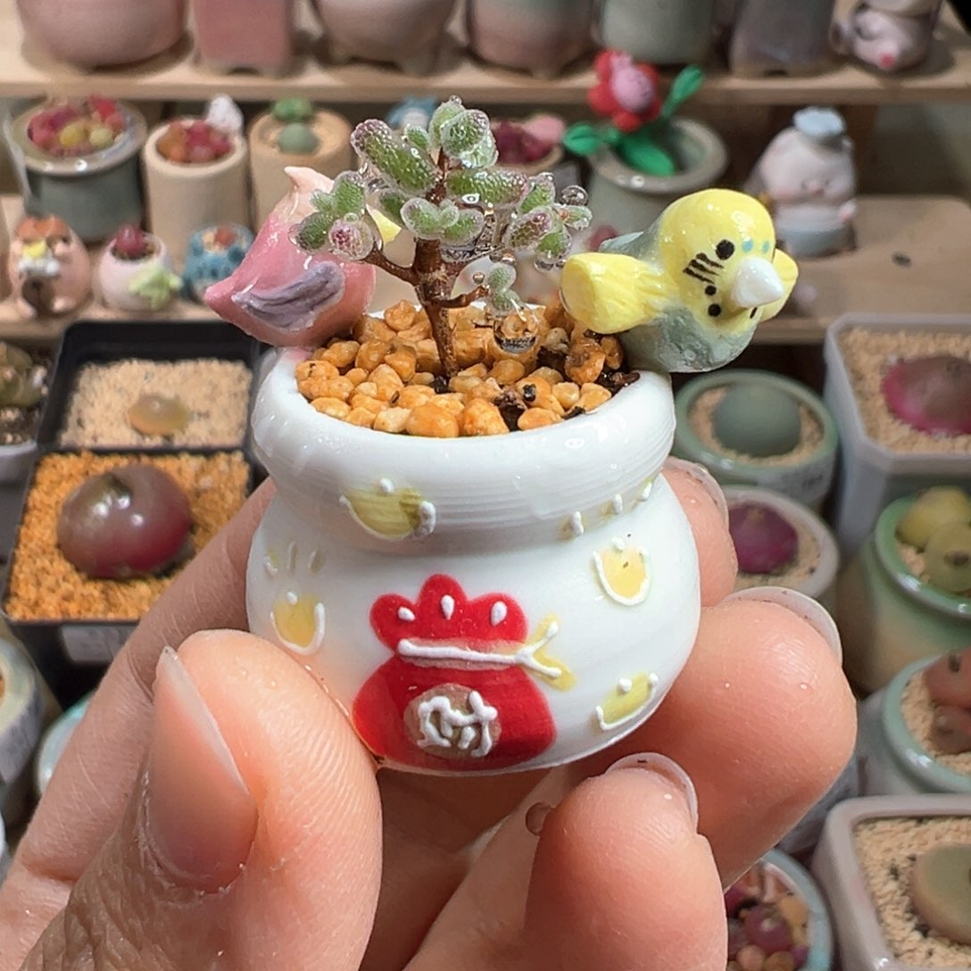 多肉植物167号拇指盆