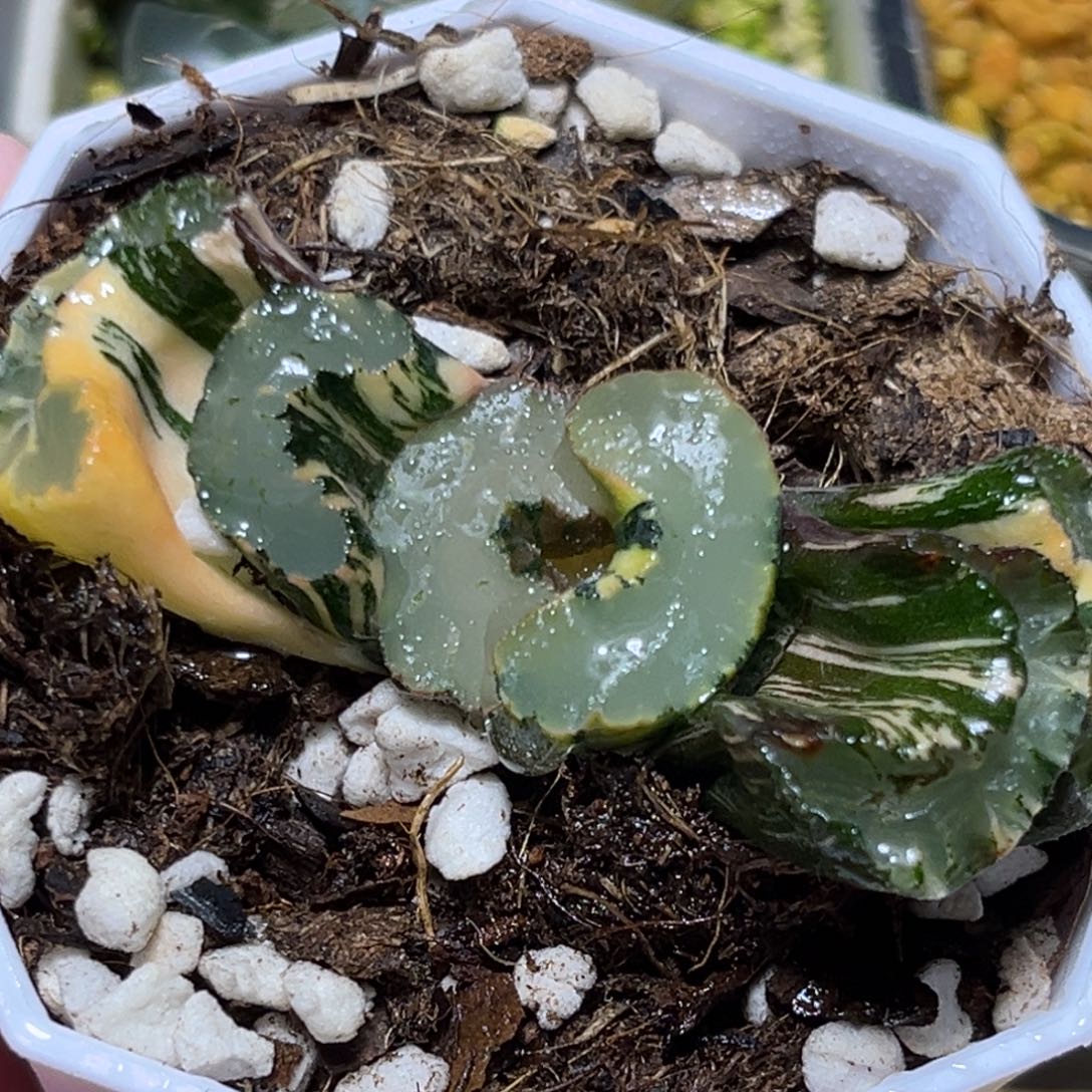 恭喜发财大吉大利0066