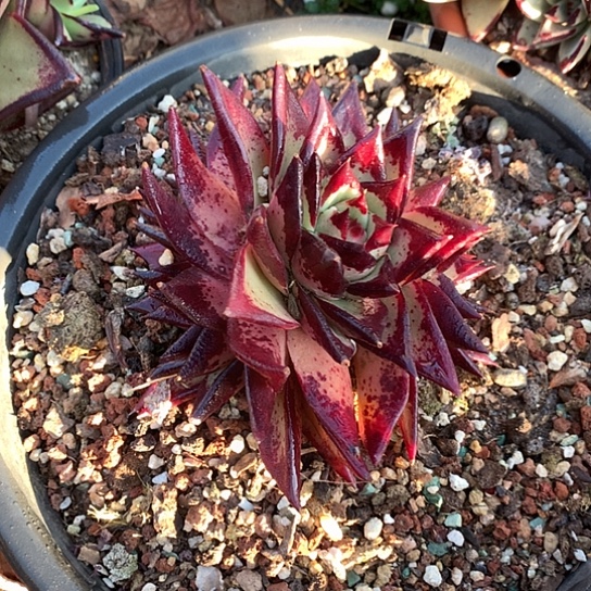 美肉特价活动开始了哦