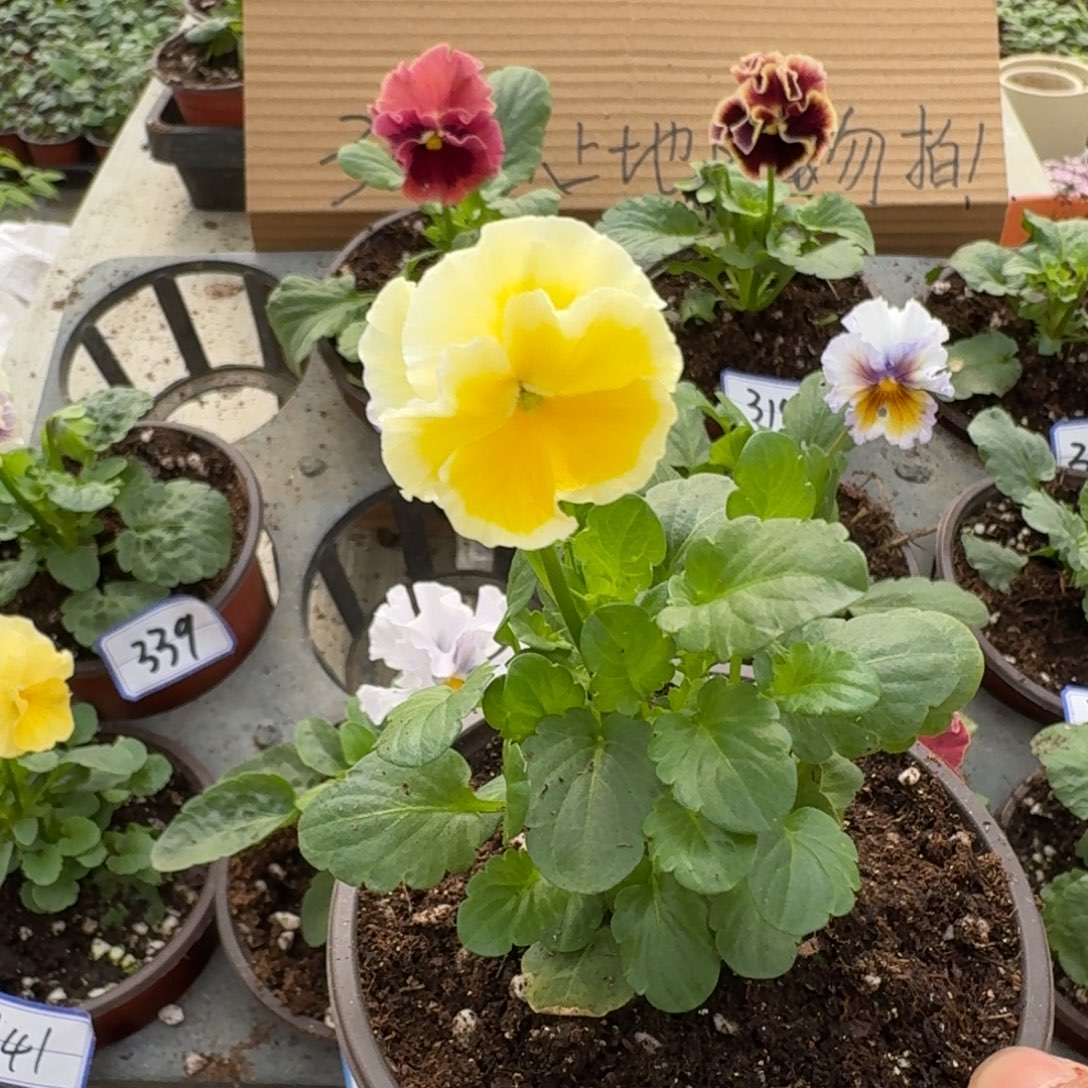 完全开放皱边角堇453