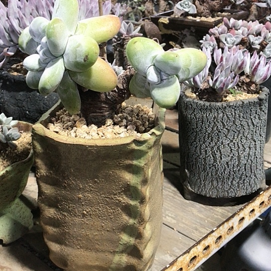 原产地拇指仙女棒