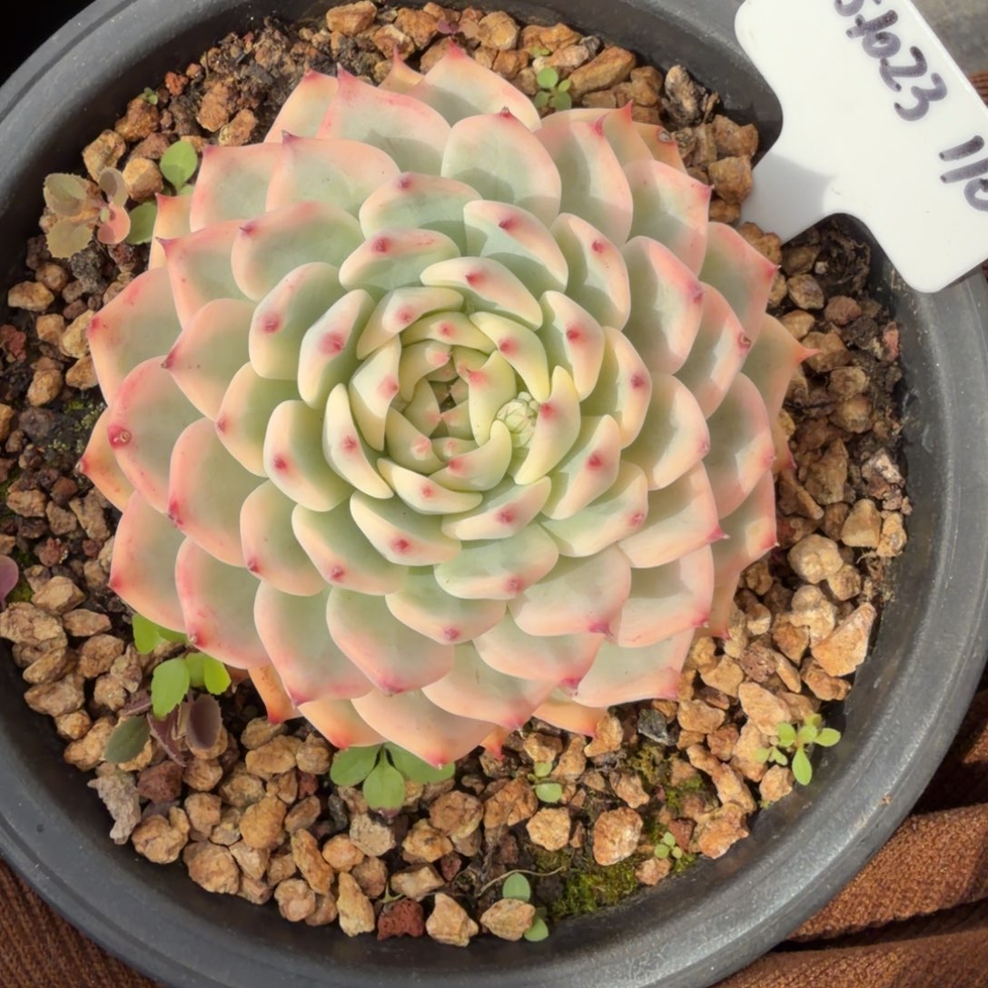 一物一拍韩货老桩吉娃娃锦110