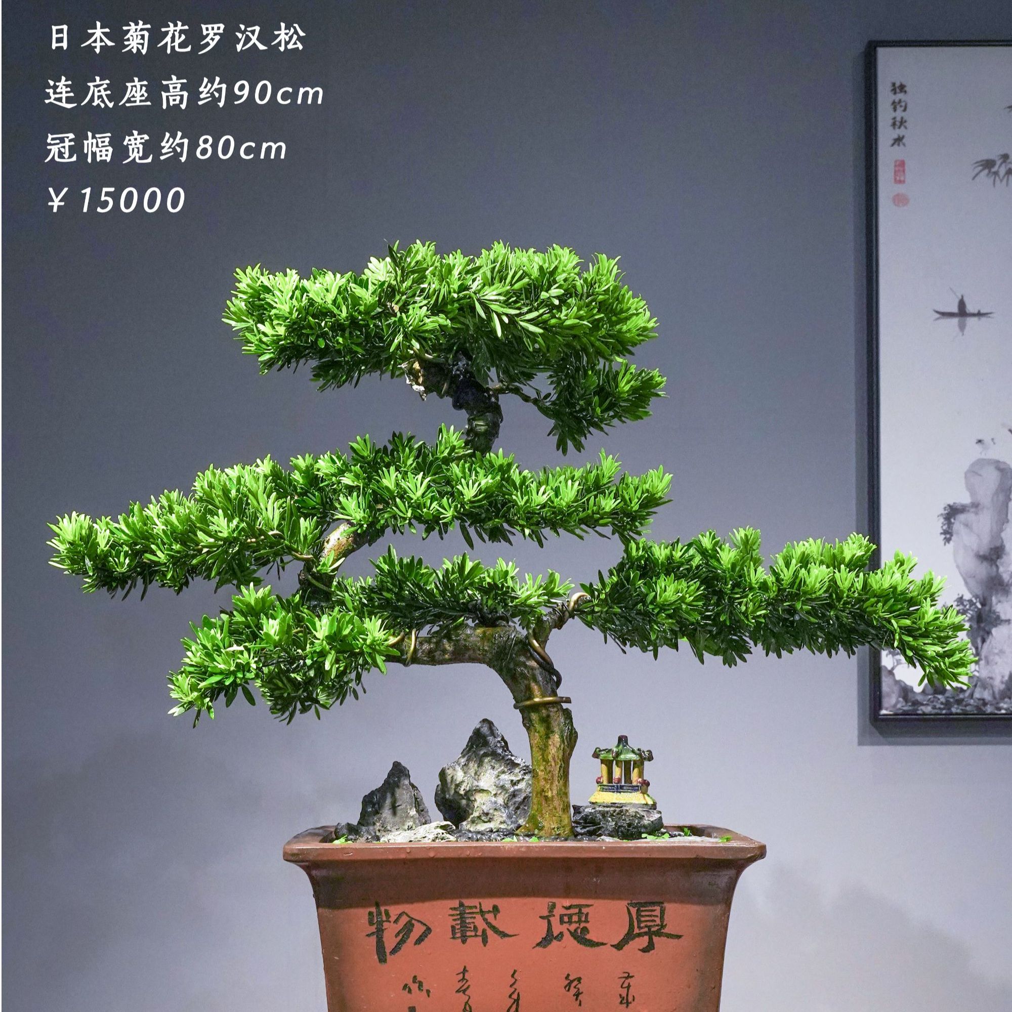 精品罗汉松盆景32