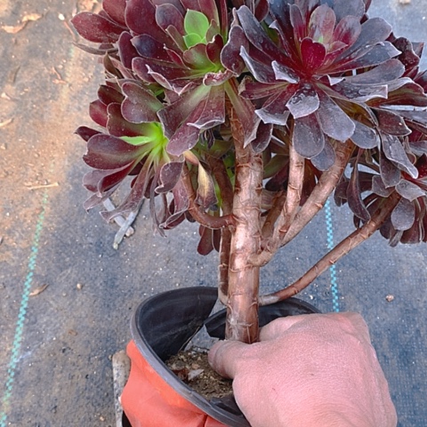 171欧若拉多肉植物