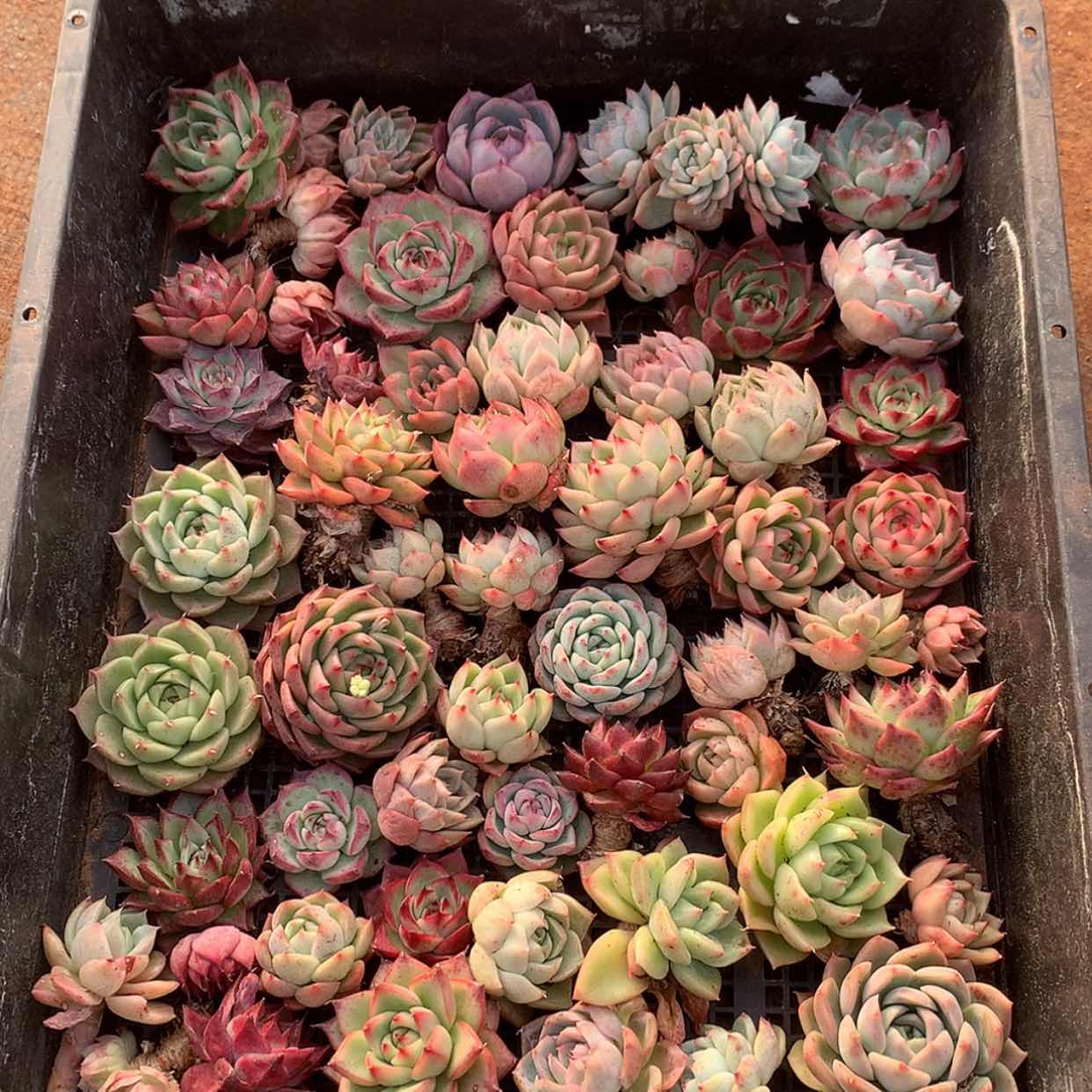 【闪购商品】云1083号一筐40颗3到5厘米