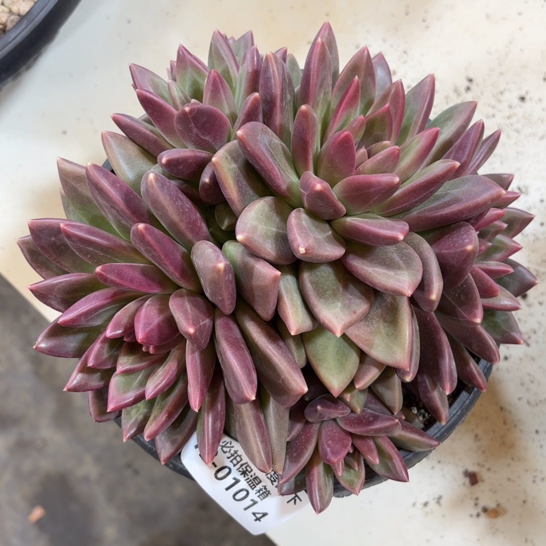 01014迷雾泡泡群多肉植物