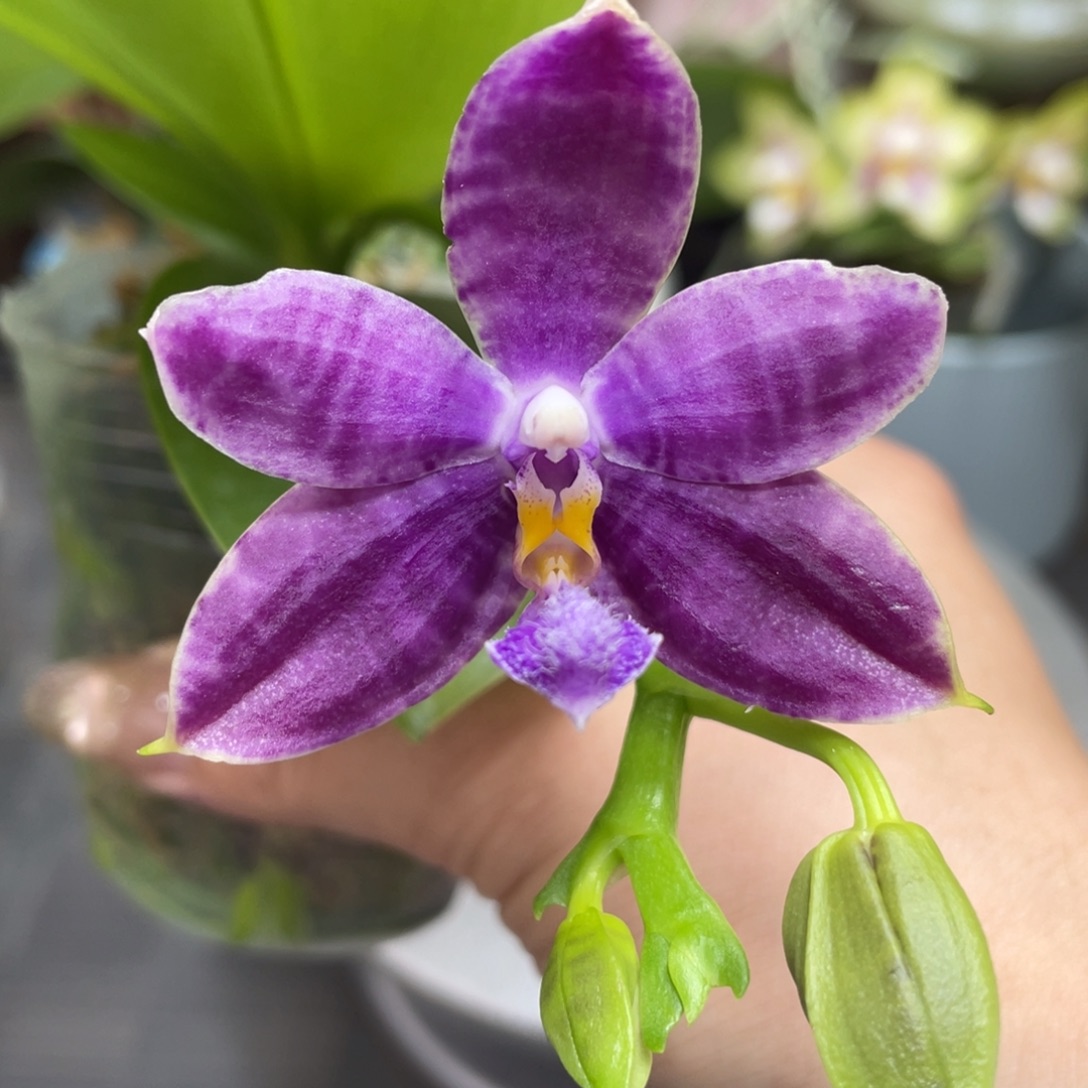 大部分开放少量花苞