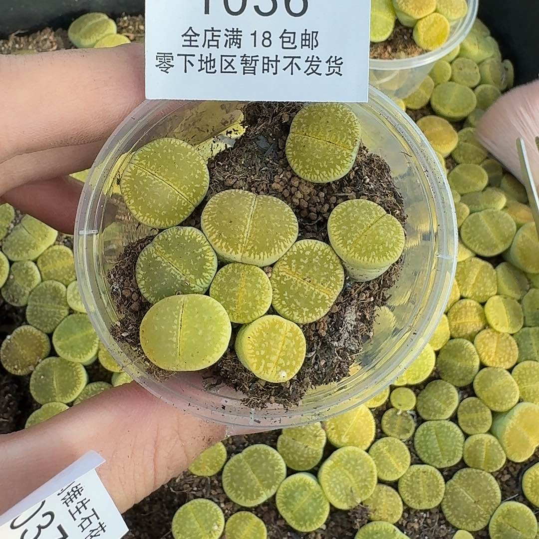 1036 哈哈哈哈哈哈哈哈