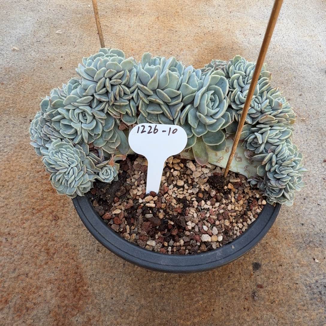 简***活1226-10汉堡缀大一颗