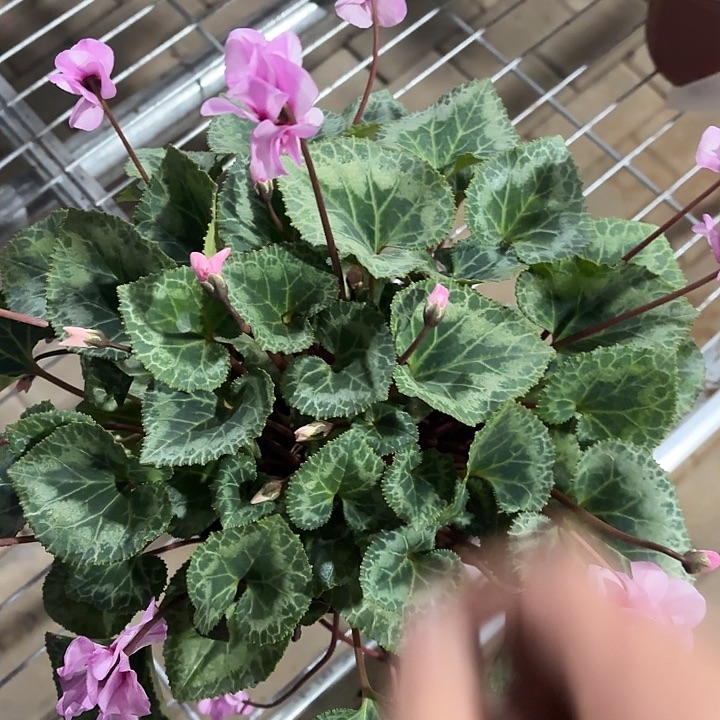 全部花苞小风车仙客来