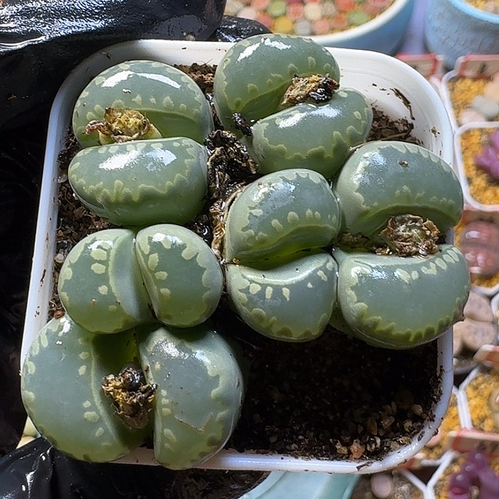 生石花3:：：，。  68号