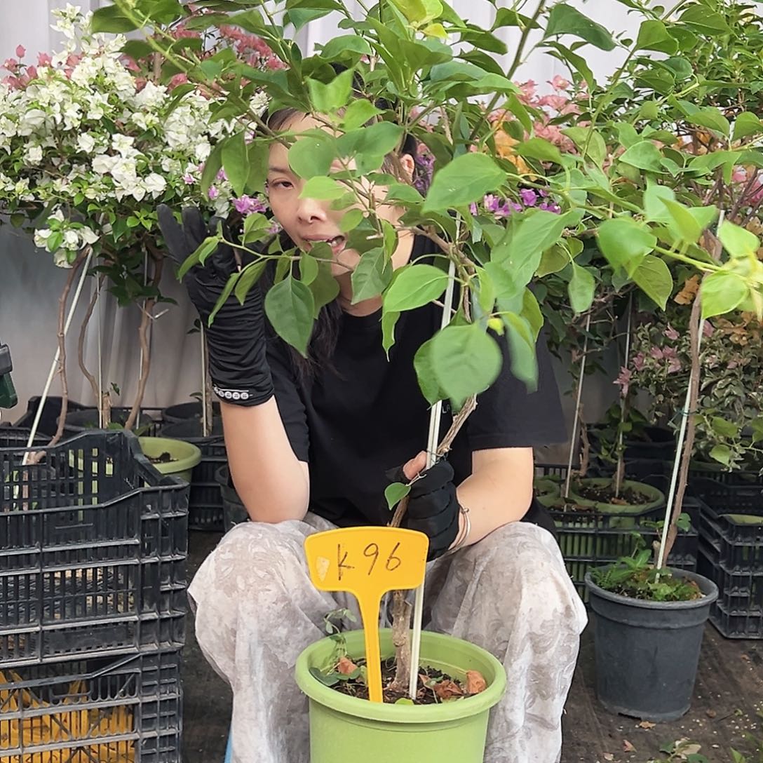 子***6当前无花栽培后可以开花K96不甜