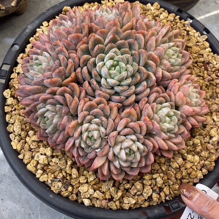 夏悦多肉0117-220爱沙