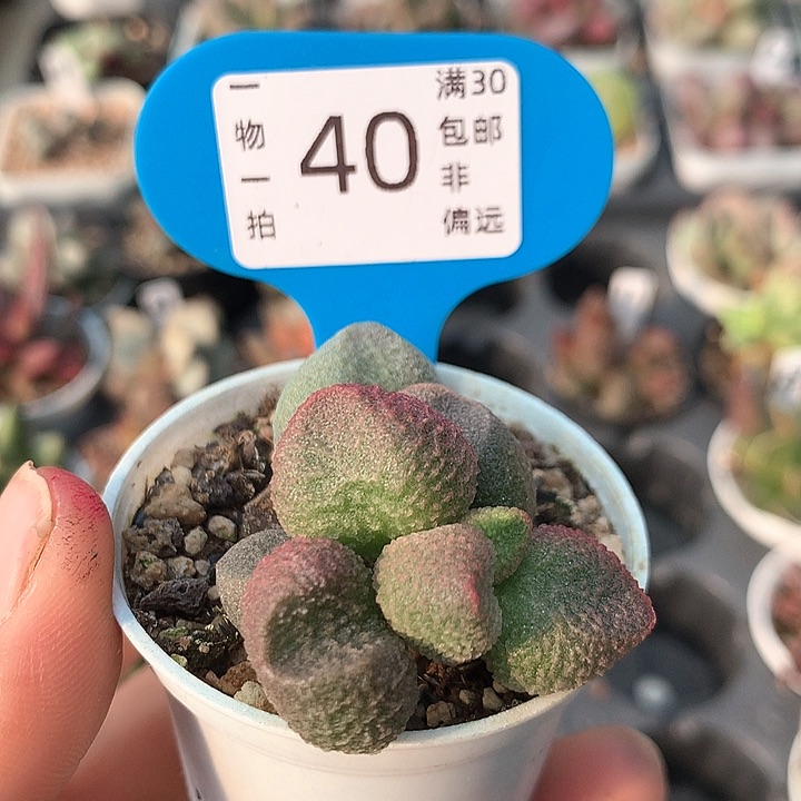 水蜜桃。 多肉。  40