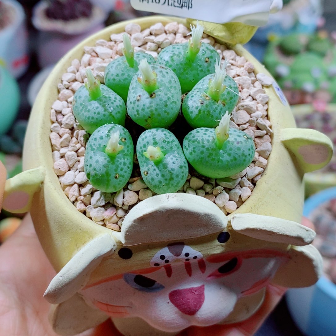 生石花花花花花花花315