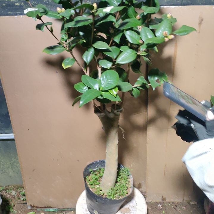 422黑贝，原盆原土发货，不包邮