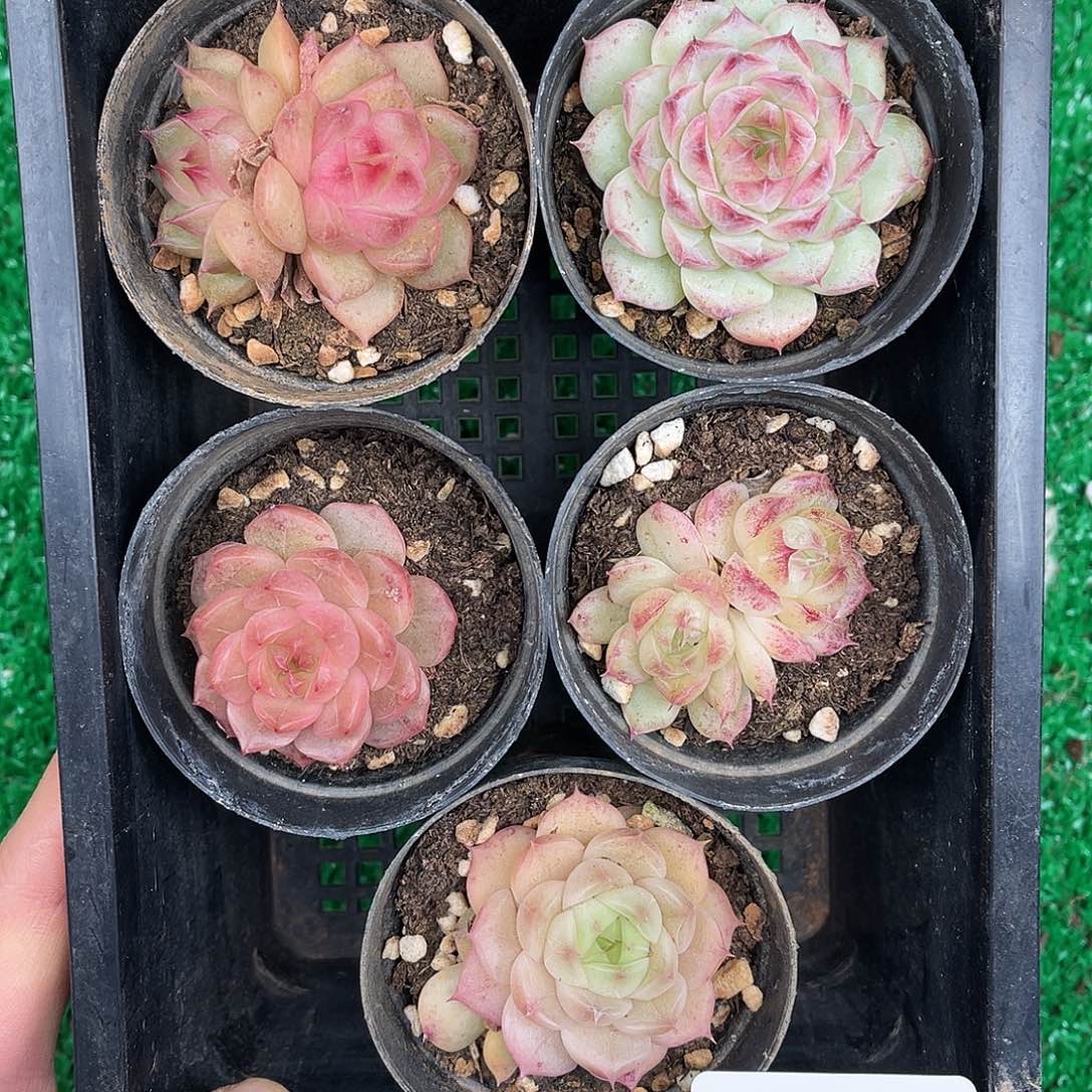 多肉一物一拍27-175